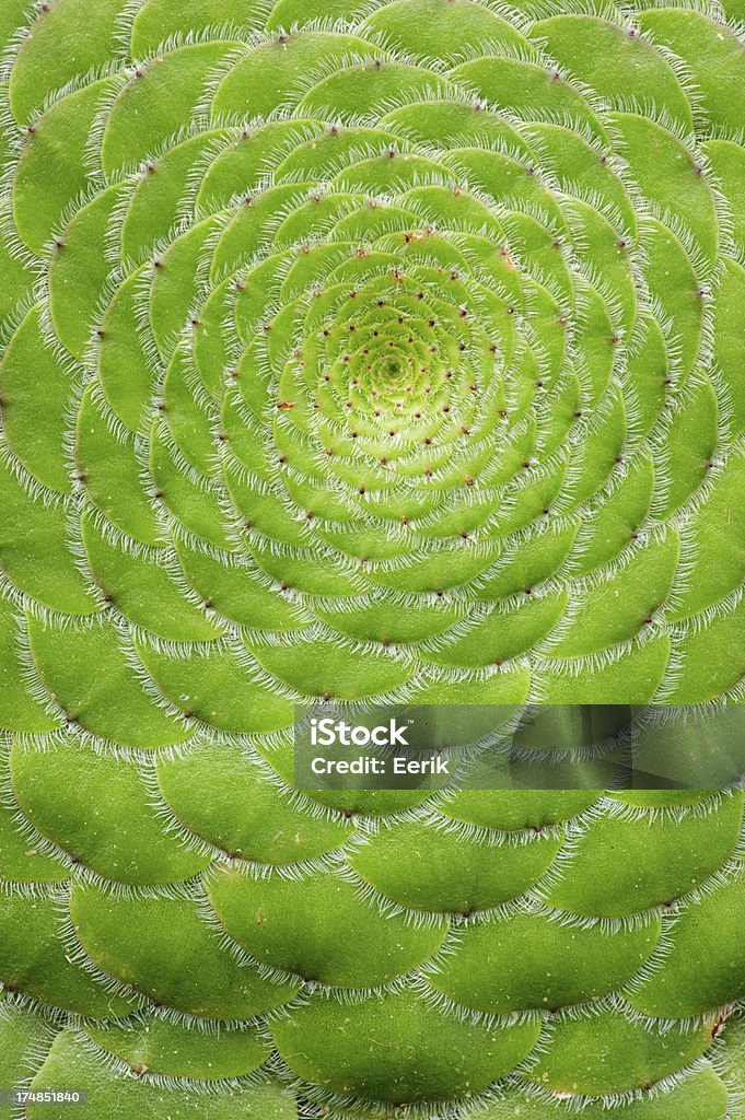 Fundo de natureza - Foto de stock de Aeonium royalty-free