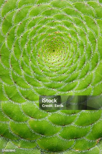 Foto de Fundo De Natureza e mais fotos de stock de Aeonium - Aeonium, Agave, Babosa - Suculenta