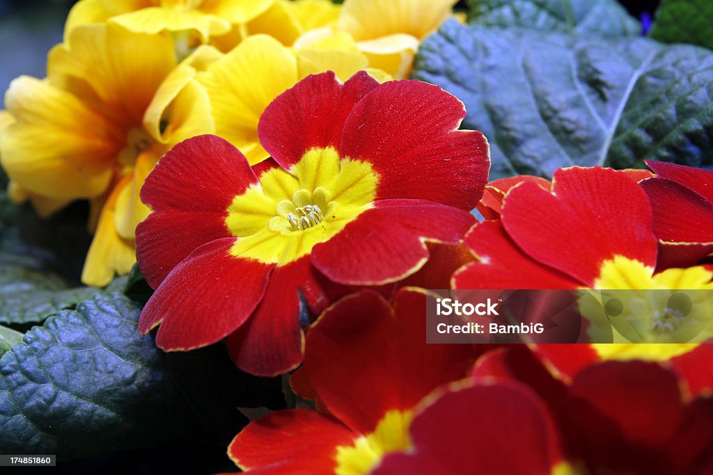 Primrose Beauty In Nature Stock Photo