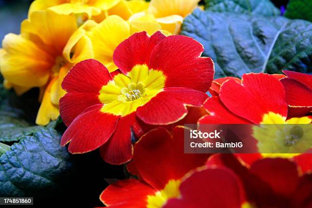 Primrose Stock Photo - Download Image Now - Beauty In Nature, Flower, Green Color