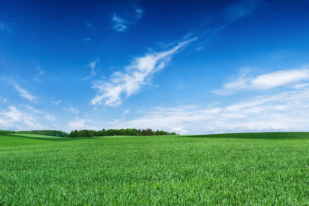 istock Panoramic spring landscape 54MPix XXXXL - green field, blue sky 174852016
