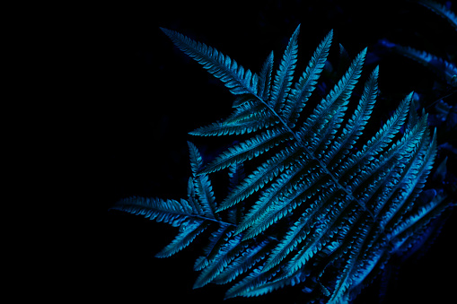 blue fern leaf and dark nature background