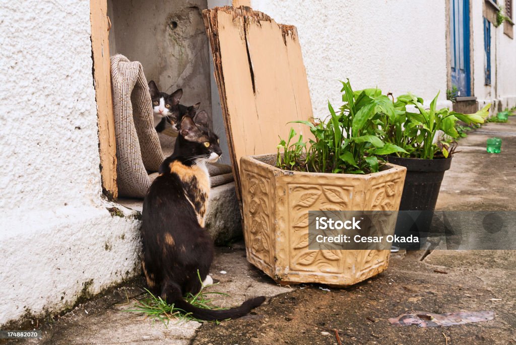 Cat-Familie - Lizenzfrei Farbbild Stock-Foto