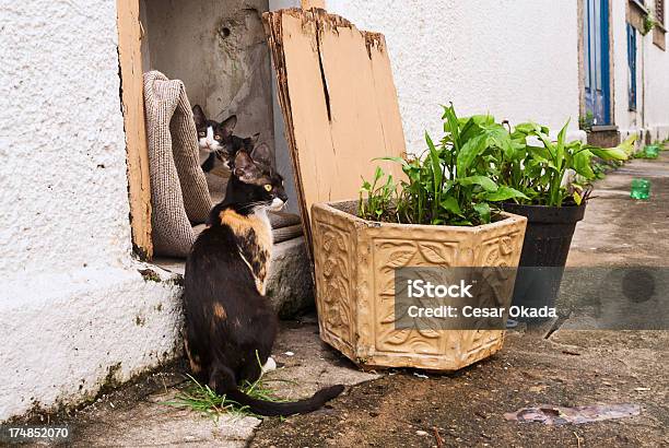 Kot Rodziny - zdjęcia stockowe i więcej obrazów Bez ludzi - Bez ludzi, Budowla mieszkaniowa, Dom - Budowla mieszkaniowa