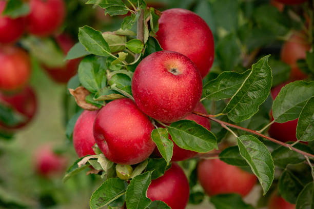 istock Fresh apples from the orchard. Apple harvest ready to be picked from the orchard. 1748522232