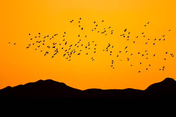 istock Flock of Birds at Sunrise 174852245