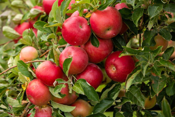 istock Fresh apples from the orchard. Apple harvest ready to be picked from the orchard. 1748522783