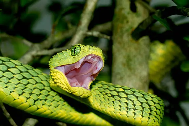Photo of African Green Bush Viper with open Mouth