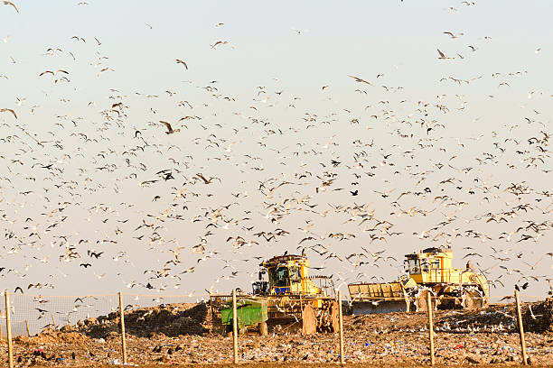 wysypisko odpadów buldożerów i mewy - landfill garbage dump garbage bird zdjęcia i obrazy z banku zdjęć