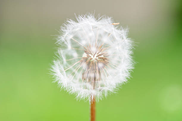 istock Dandelion Detail with very soft focus 174852768