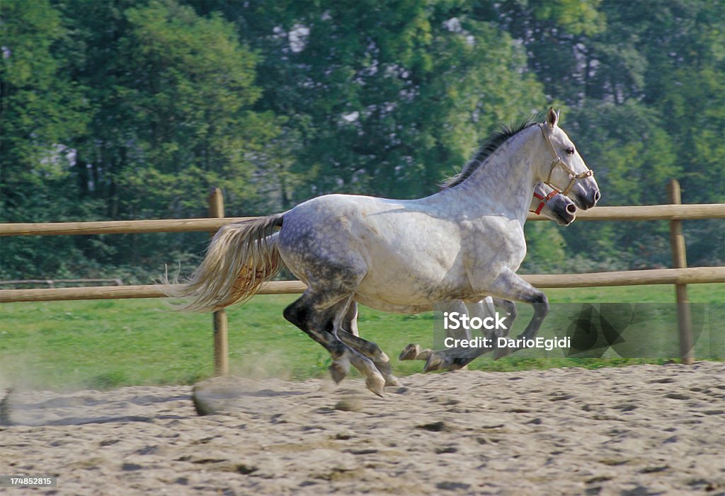 Animali cavallo italiano - Foto stock royalty-free di Animale