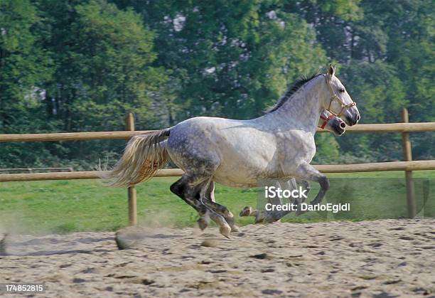 Animali Cavallo Italiano - Fotografie stock e altre immagini di Animale - Animale, Bianco, Cavallo - Equino