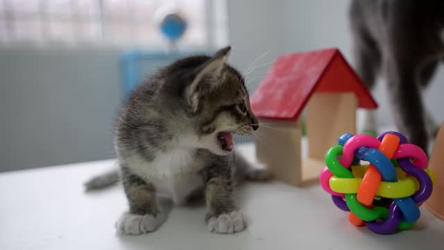 Cute kitten with a toy.