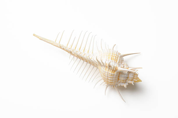 istock Isolated shot of a spiky seashell on white background 174852893