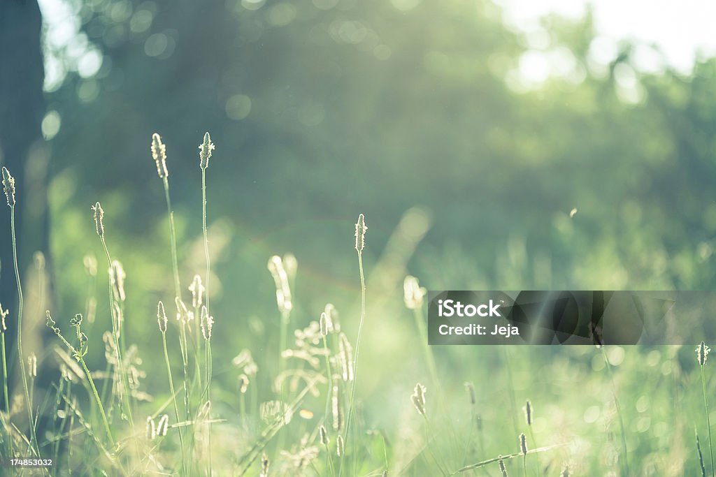 Green field with sunlight Flower Stock Photo