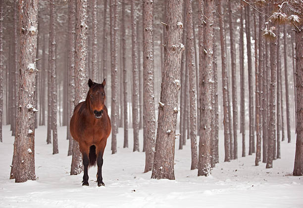 horse