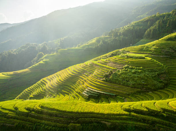 ryżowy niełuskany w longsheng - guilin zdjęcia i obrazy z banku zdjęć