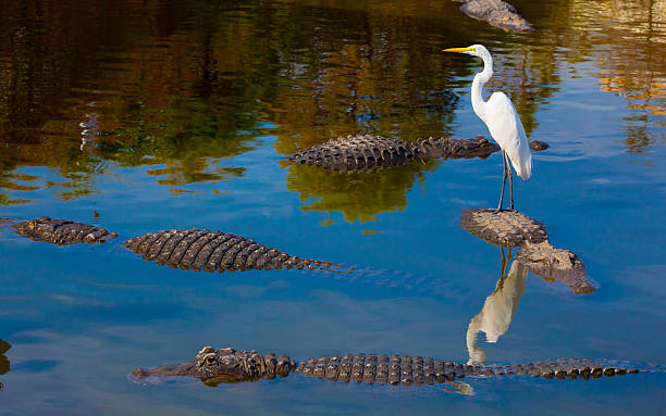 unbekannte gefahren; dumm vogel ist auf der rückseite aus alligatorleder - egret water bird wildlife nature stock-fotos und bilder