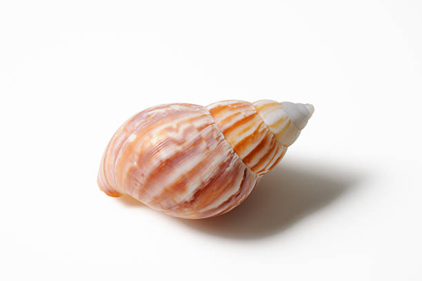 A seashell isolated on white background with clipping path.