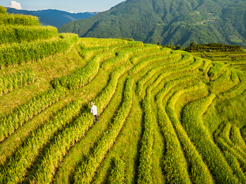 rear view of a farmer working at the Rice Terraces and farming village in Longsheng, Guangxi province, China.