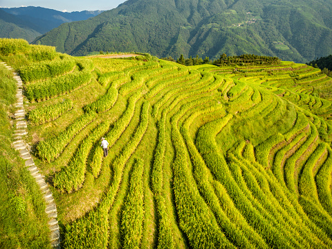 Yao Ethnic Minority Farmer at Longsheng rice terraces