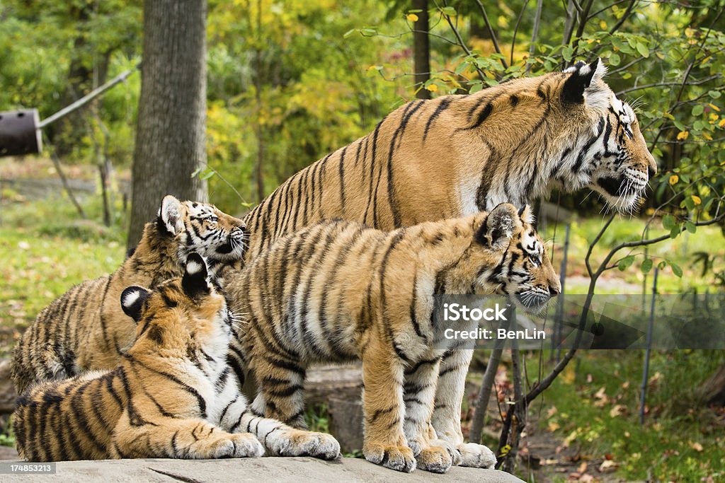 Tiger mamá y 3 Cubs - Foto de stock de Tigre libre de derechos