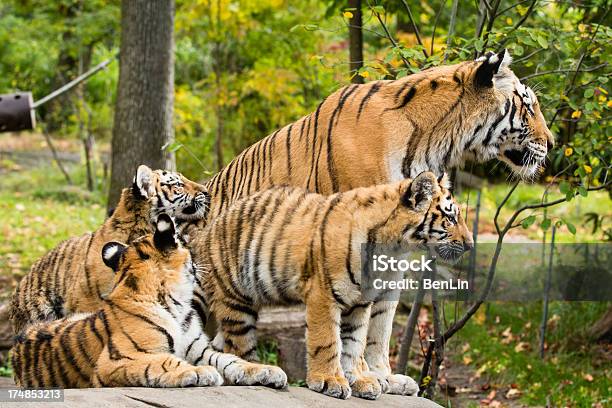 Tiger Mamá Y 3 Cubs Foto de stock y más banco de imágenes de Tigre - Tigre, Cachorro - Animal salvaje, Familia de animal
