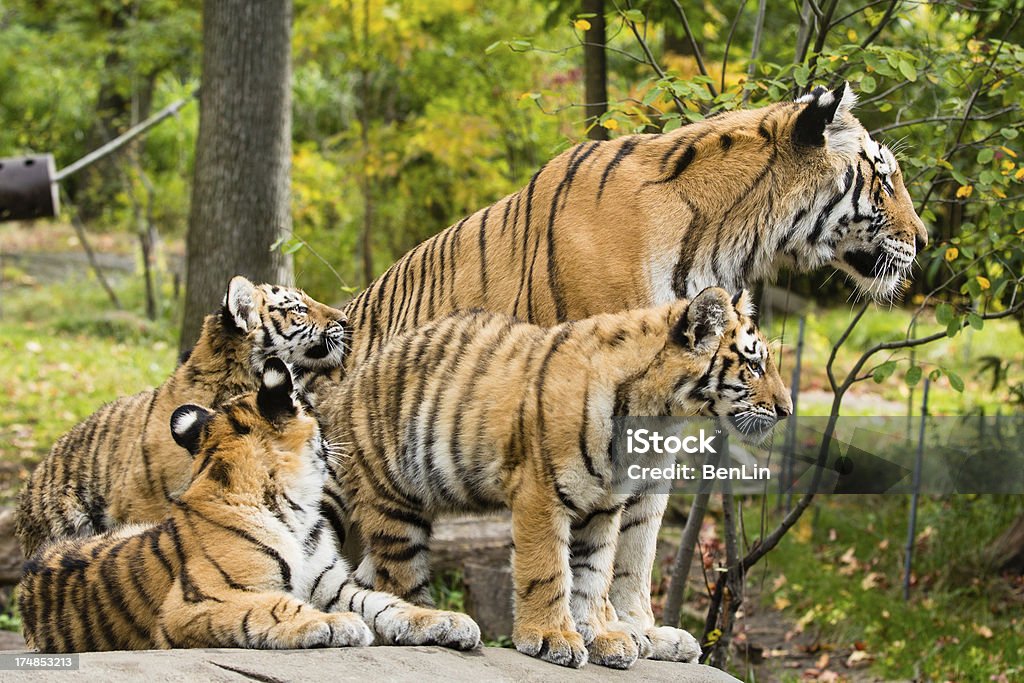 Tiger mamma e 3 Cubs - Foto stock royalty-free di Tigre