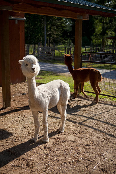 istock Alpacas inside fence on a farm. 174853240