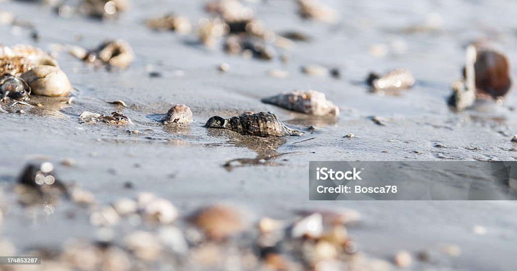 Coquillages sur une plage de sable - Photo de Bleu libre de droits