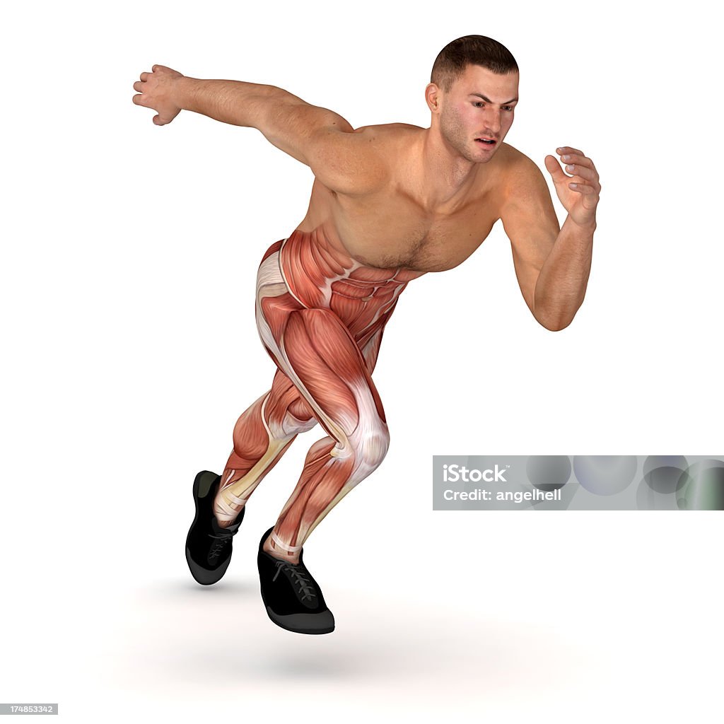 Human body for study, showing the muscles while running "3D model of running man, showing his muscles. Great to be used in medicine works, health and sports. Isolated on a white background." Active Lifestyle Stock Photo