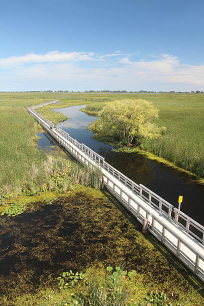 istock Marsh Boardwalk in Point Pelee National Park 174853343