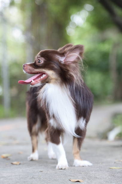 istock Long Hair Chihuahua Dog 1748533907