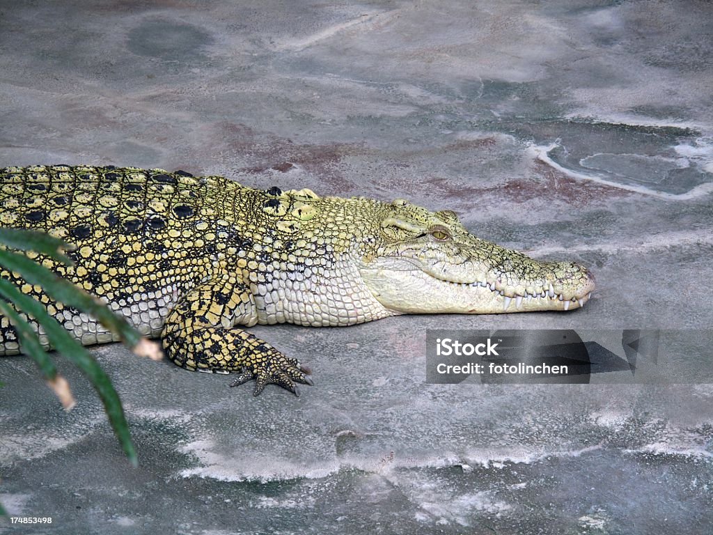 Crocodilo - Royalty-free Animal selvagem Foto de stock