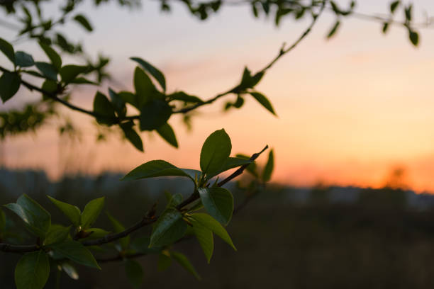 istock A tree branch with young green leaves at dusk at sunset 1748535008
