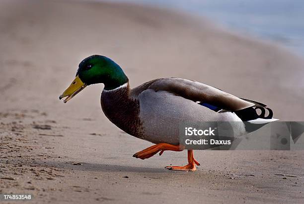 Walkingente Stockfoto und mehr Bilder von Einzelnes Tier - Einzelnes Tier, Ente - Wasservogel, Farbbild