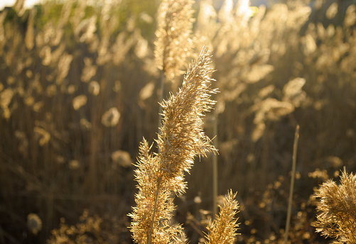 Fluffy dry reed under the sunlight at sunset close-up
