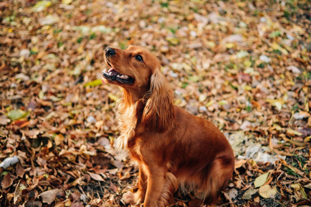 istock An English cocker spaniel sits on fallen autumn leaves and looks up. 1748536617