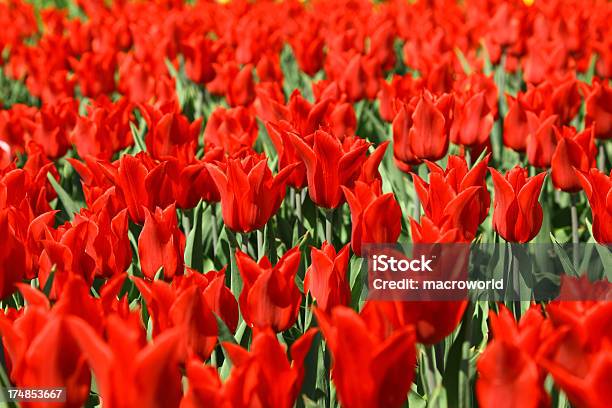 Foto de Tulipas Vermelhas e mais fotos de stock de Alto contraste - Alto contraste, Beleza natural - Natureza, Botânica - Assunto