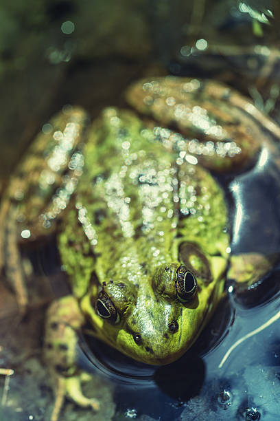 istock Wood Frog Closeup 174853674