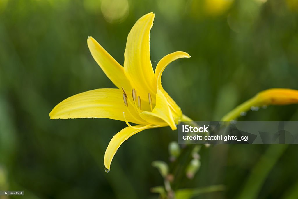 Linda folha amarela - Foto de stock de Aberto royalty-free
