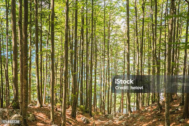 Photo libre de droit de Rays Soleil Dans La Forêt banque d'images et plus d'images libres de droit de Arbre - Arbre, Beauté de la nature, Bois