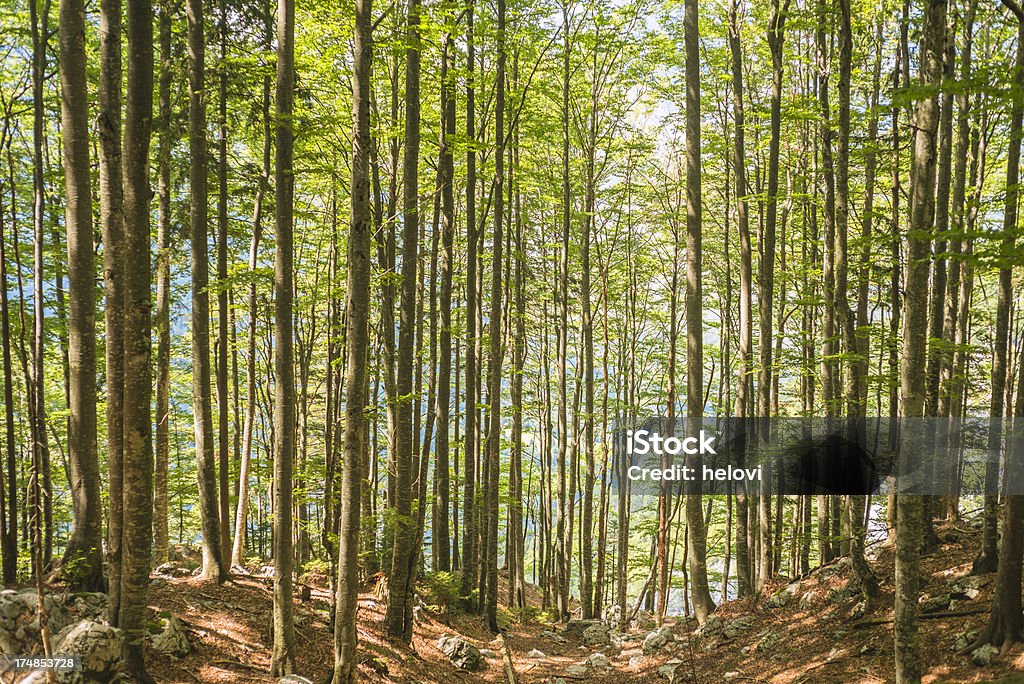 'rays sol na floresta - Royalty-free Ao Ar Livre Foto de stock