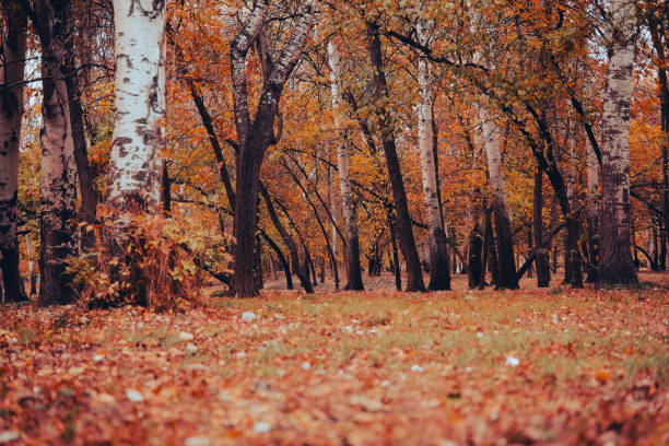 paisagem de outono de um parque com árvores e folhas caídas. - photography branch tree day - fotografias e filmes do acervo