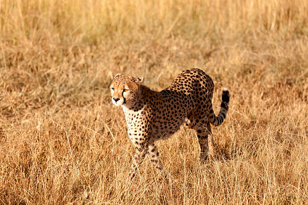 istock Male cheetah in Masai Mara 174853973