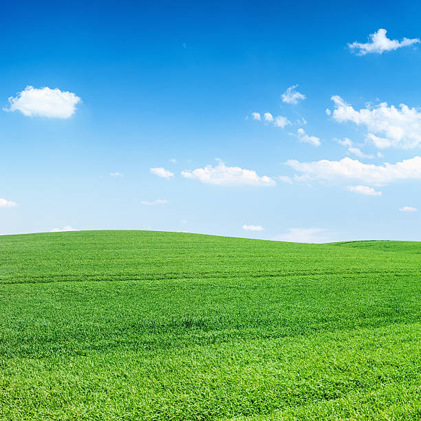 istock Square spring landscape 36MPix XXXXL- meadow, blue sky 174854010