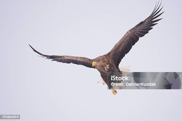 흰꼬리수리 날기에 대한 스톡 사진 및 기타 이미지 - 날기, 독수리, 동물 사냥