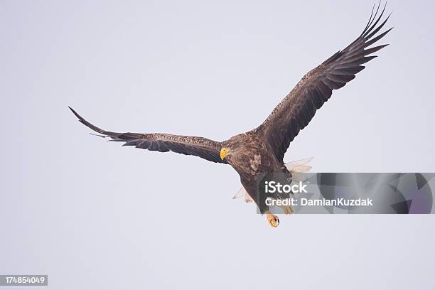 Foto de Águiarabalva e mais fotos de stock de Animais caçando - Animais caçando, Ave de rapina, Europa - Locais geográficos