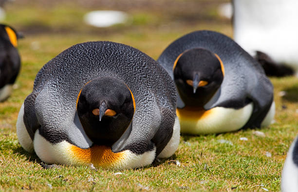 Fortuna Bay is home to 20,000 king penguins. Lots of penguins. So many penguins. More penguins.