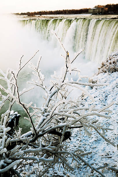 冬のナイアガラフォールズに雪で覆われた枝ます。 - niagara river niagara falls heat haze fog ストックフォトと画像